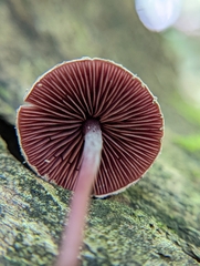 Melanophyllum haematospermum