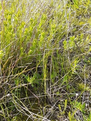 Pimelea curviflora