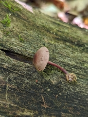 Melanophyllum haematospermum