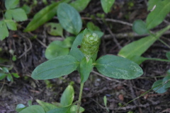 Prunella vulgaris vulgaris