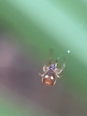 Argyrodes elevatus
