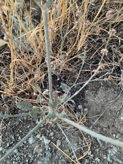 Eriogonum gracile gracile
