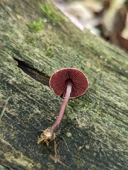 Melanophyllum haematospermum
