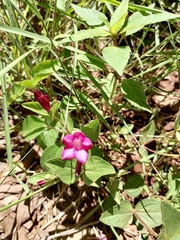 Spigelia scabrella