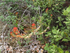 Castilleja integrifolia