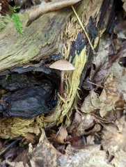 Melanophyllum haematospermum