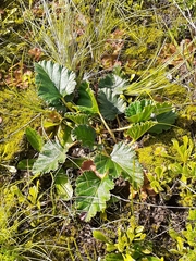 Pelargonium rodneyanum