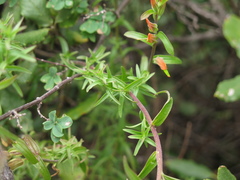 Castilleja integrifolia
