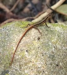 Sphenomorphus scotophilus