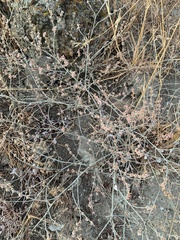 Eriogonum gracile gracile