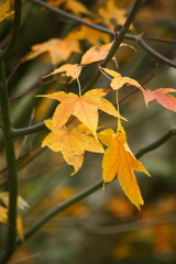 Acer serrulatum