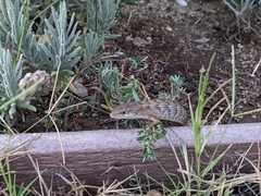 Elgaria multicarinata