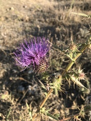 Asteraceae