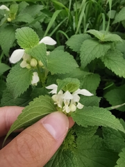 Lamium album