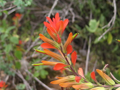 Castilleja integrifolia
