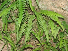 Phegopteris decursive-pinnata