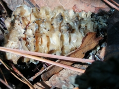 Sebacina sparassoidea