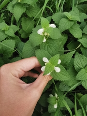 Lamium album