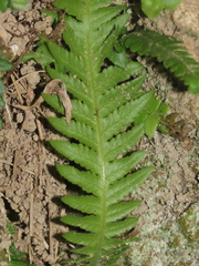 Phegopteris decursive-pinnata