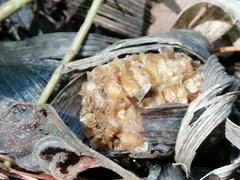 Sebacina sparassoidea