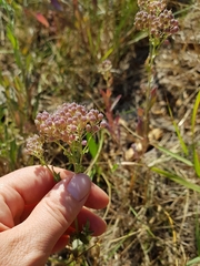 Lepidium chalepense