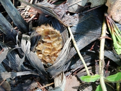 Sebacina sparassoidea