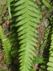Phegopteris decursive-pinnata