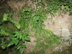 Phegopteris decursive-pinnata