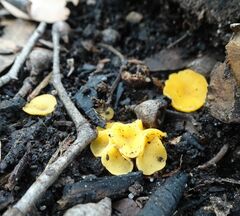 Phaeohelotium baileyanum