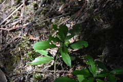 Chimaphila umbellata