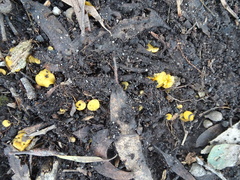 Phaeohelotium baileyanum