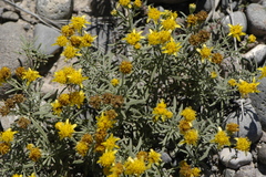 Picradeniopsis oppositifolia