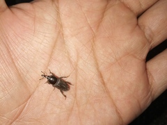 Orthognathus subparallelus