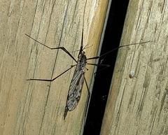 Tipula