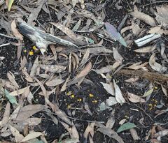 Phaeohelotium baileyanum