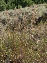 Artemisia tridentata