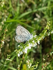 Plebejus idas