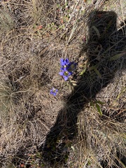 Artemisia tridentata
