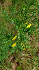 Cytisus