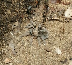 Theraphosinae