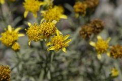 Picradeniopsis oppositifolia