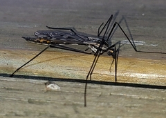Tipula