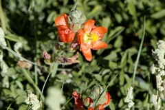 Sphaeralcea coccinea