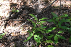 Chimaphila umbellata