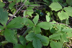 Arctocrania