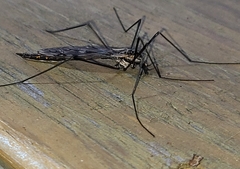 Tipula