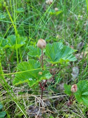 Rubus chamaemorus