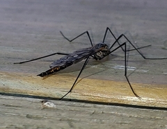 Tipula