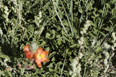 Sphaeralcea coccinea