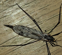 Tipula